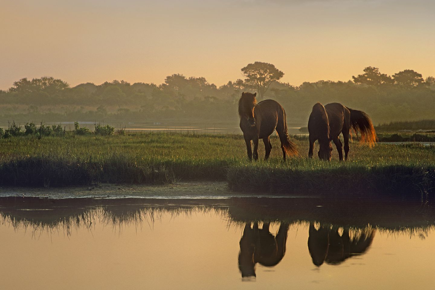 Assateague Island, USA