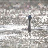 Junger Schwan im Abendglitzern