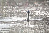 Junger Schwan im Abendglitzern