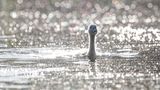 Junger Schwan im Abendglitzern
