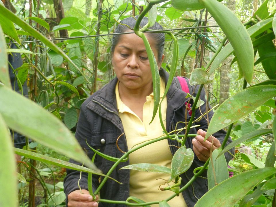 Projektkoordinatorin Ruth Cayapa bei der Inspektion einer Vanillepflanze