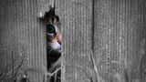 Katze guckt durch Loch im Schuppen