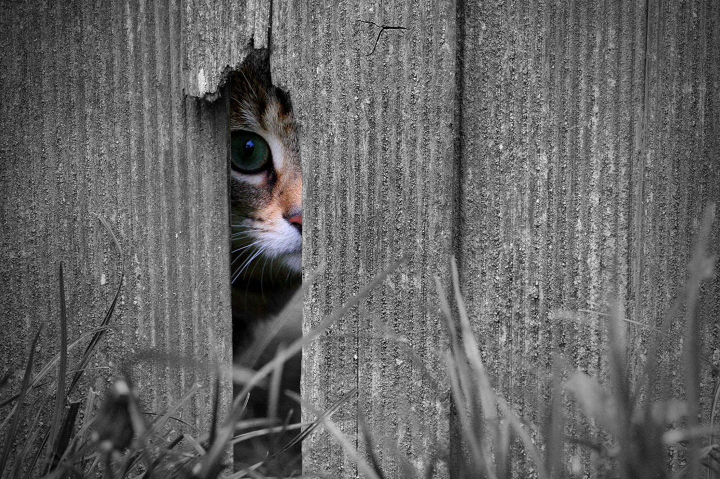 Katze guckt durch Loch im Schuppen