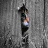 Katze guckt durch Loch im Schuppen