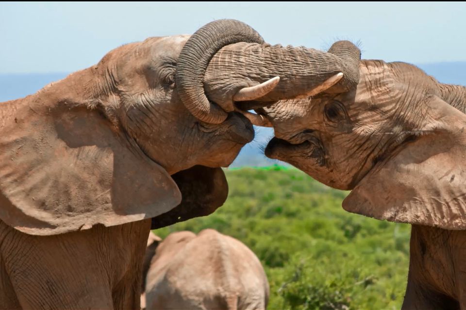 Elefanten kuscheln