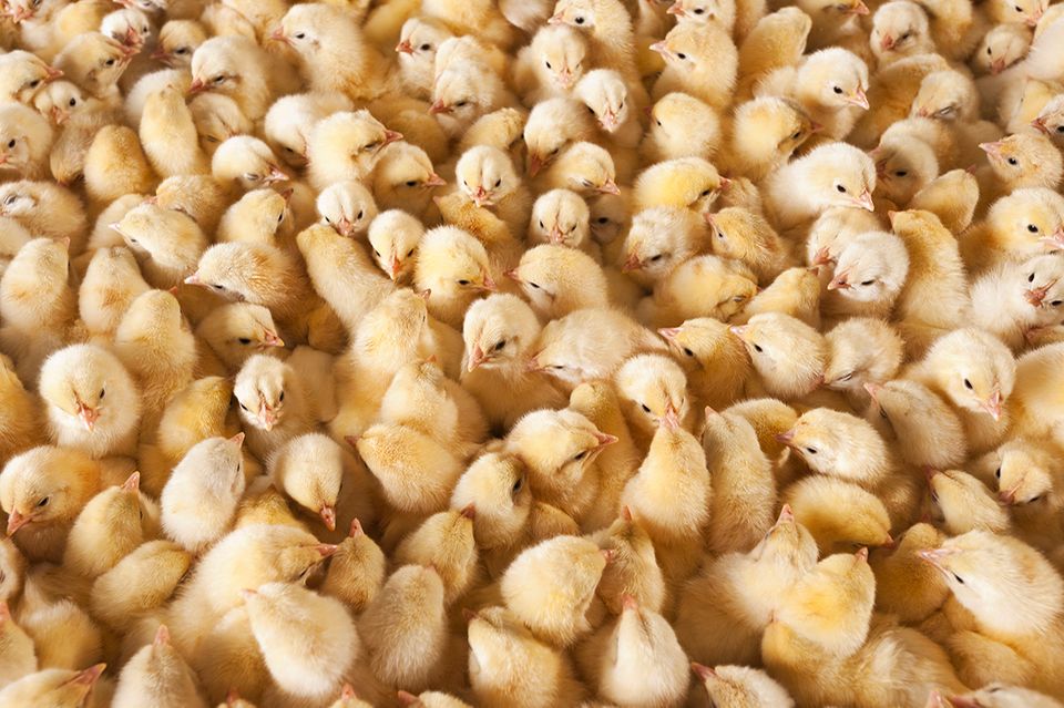 Hühnerküken