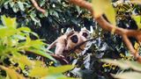 Affen in Kenia