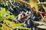 Affen in Kenia