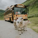 Schafe und rollendes Hostel