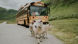 Schafe und rollendes Hostel