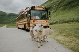Schafe und rollendes Hostel