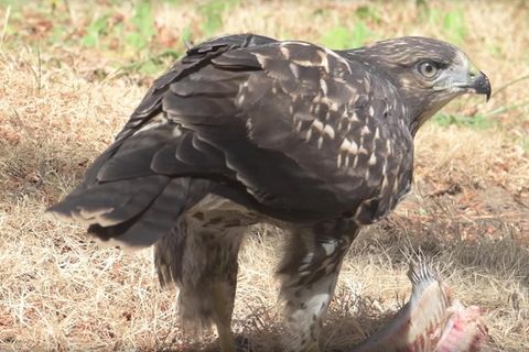 Ornithologen staunen: Adoptiv-Bussard "Spunky" lebt!