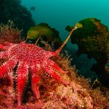 Gemeiner Sonnenstern