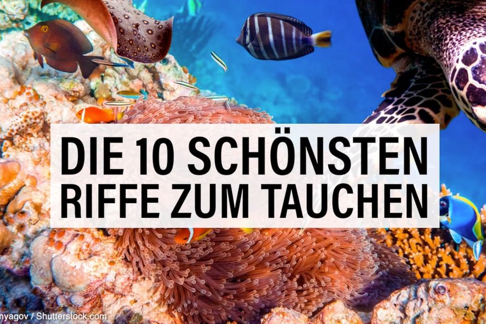 schöne Tauchriffe