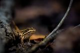 Grasfrosch