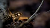 Grasfrosch