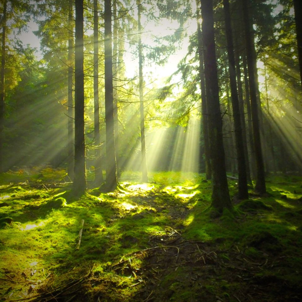 Nationalpark Hunsrück-Hochwald