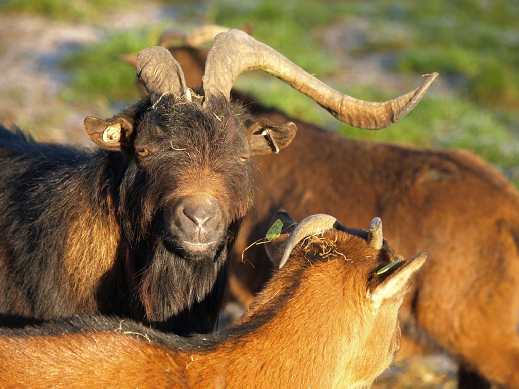 Arche Warder An diesem Ort d rfen Tiere noch Tiere sein GEO