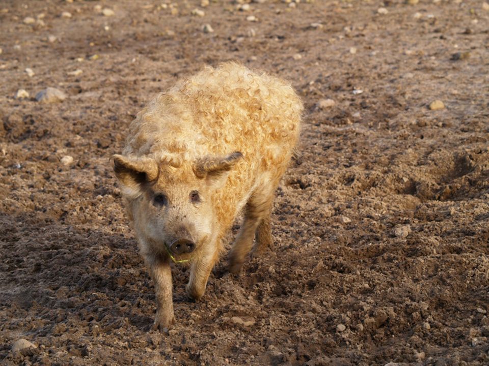 Arche Warder An diesem Ort d rfen Tiere noch Tiere sein GEO