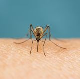 Mücke beim Blutsaugen