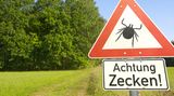 Zecken