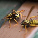 Wespe