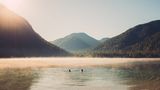 Plansee