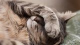 Schlafende Katze