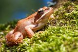 Grasfrosch im Moos