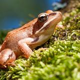 Grasfrosch im Moos