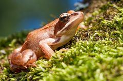 Grasfrosch im Moos