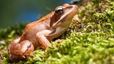Grasfrosch im Moos