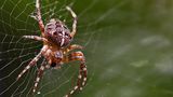 Kreuzspinne im Netz