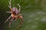 Kreuzspinne im Netz