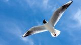 Lachmöwe im Flug