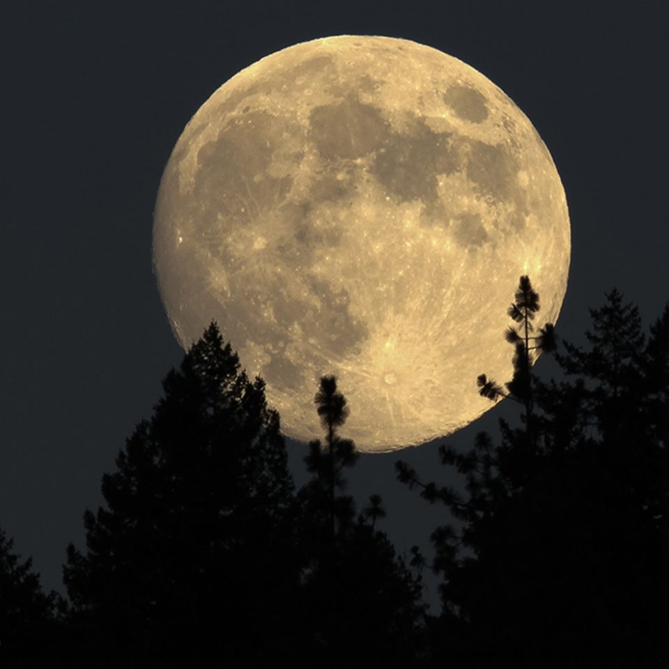 Vollmond mit Baumsilhouetten