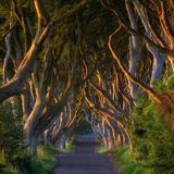 Dark Hedges