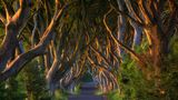Dark Hedges