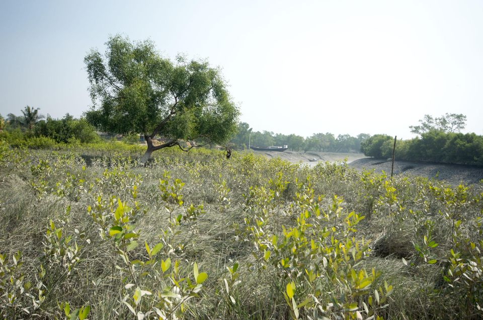 Indien: Mangrovenanpflanzung in Kalitala im Jahr 2015 Indien: Mangrovenanpflanzung in Kalitala im Jahr 2015