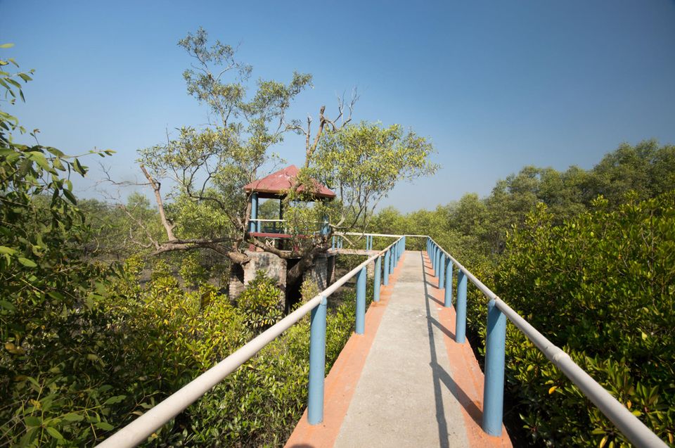 Indien: Der frisch renovierte Steg im Mangrovenbesucherpark Indien: Der frisch renovierte Steg im Mangrovenbesucherpark