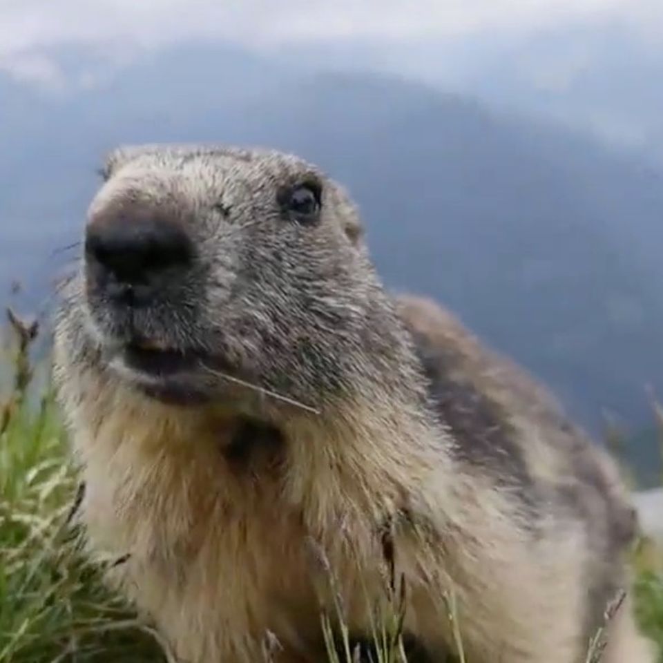 Video: Diese Murmeltier-Attacke ist ziemlich niedlich