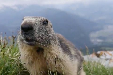 Video: Diese Murmeltier-Attacke ist ziemlich niedlich