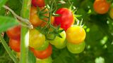 Tomaten am Strauch