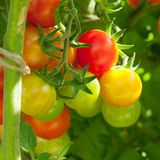 Tomaten am Strauch