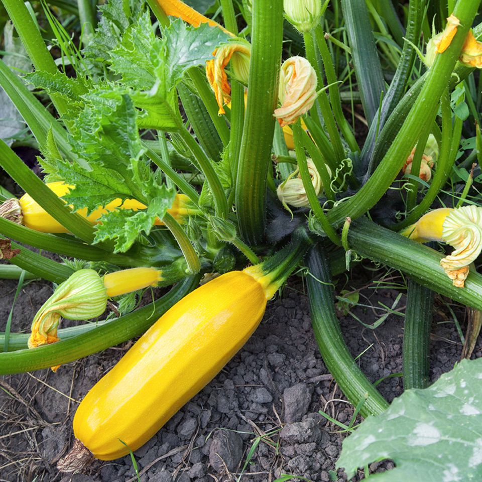 Gelbe Zucchini