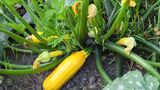 Gelbe Zucchini