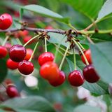 Kirschen am Baum