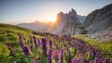 Bergwiese in Seceda