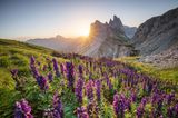 Bergwiese in Seceda