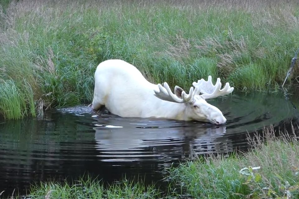 Weißer Elch durchschwimmt einen Tümpel
